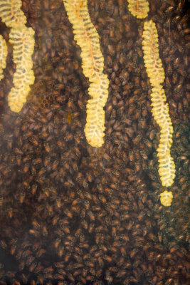 Inside the Hive