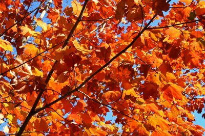 Fabulous Fall
