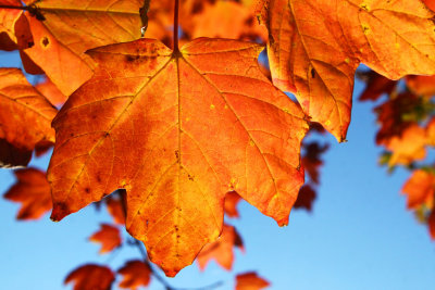 Reds and Oranges