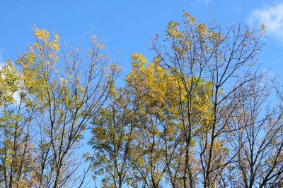 Fall's Gold and Blue