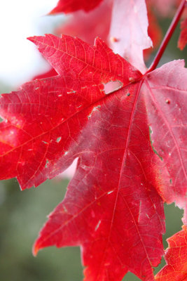 All Around Red