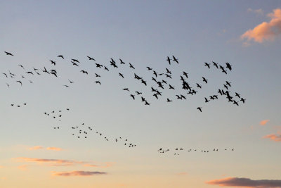 Gathering Geese