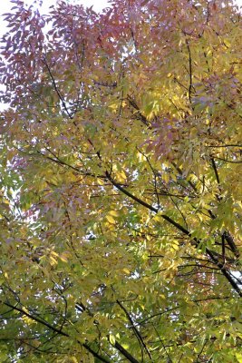Color Cap