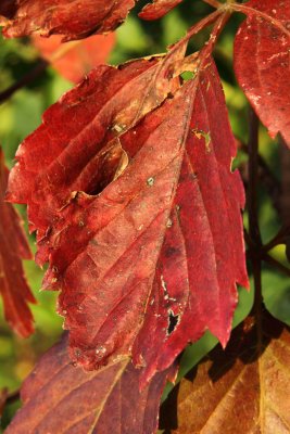Ruby Red