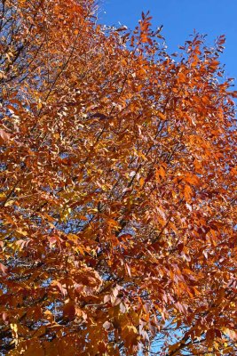 Orange Hues