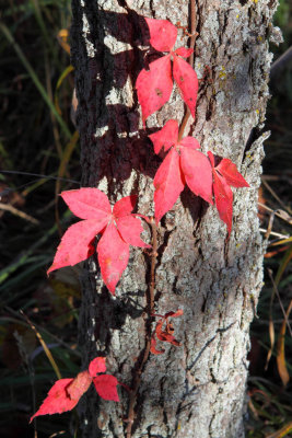 Clinging Red