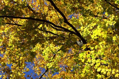 Fantastic Fall