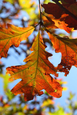 Chlorophyll Collapse