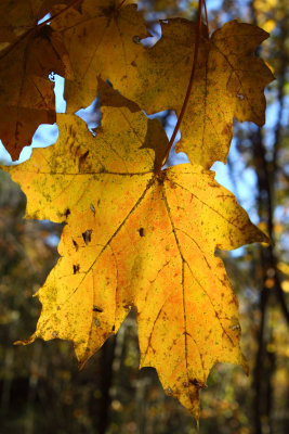 Leaf Light