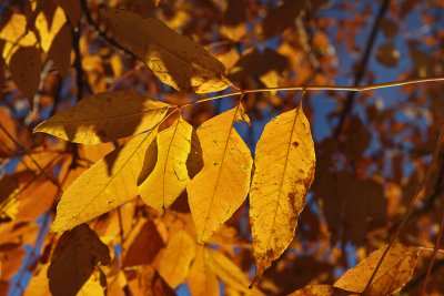 Fall Orange