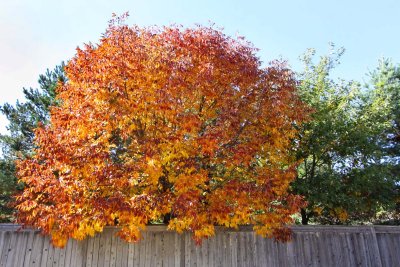 Fall on a Fence