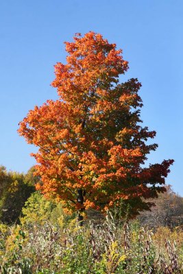 Forest on Fire