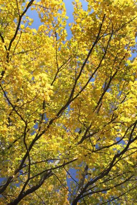 Golden Season