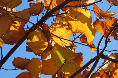 Orange October