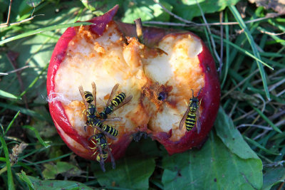 Applesauce Wasps