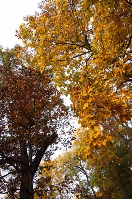 Fall Fling