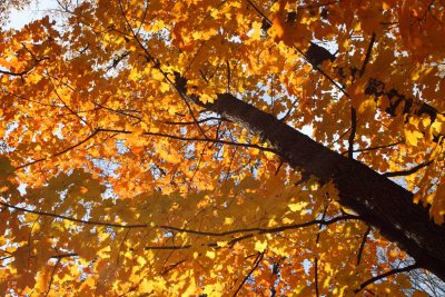 Autumn's Arrival