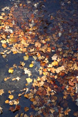 Loose Leafs