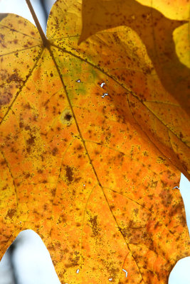 Fall Up Close