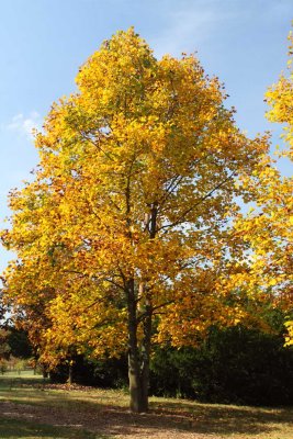 Gold Above Ground