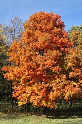Color by Day