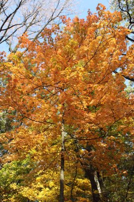 Fall Framed