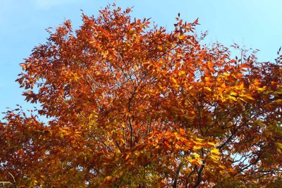 Orange Day
