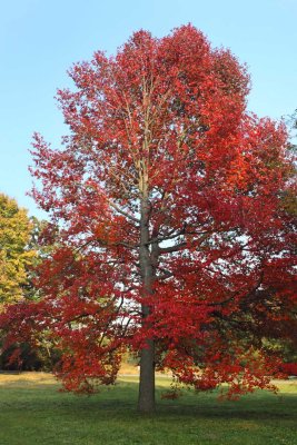 Hot Colors