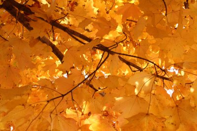 Orange Gold
