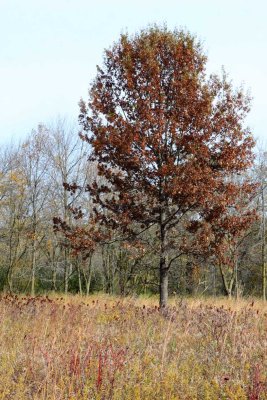 Beautiful Brown