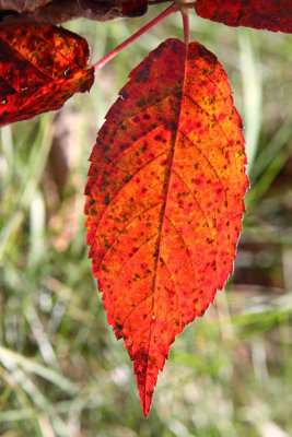 Fire Leaf