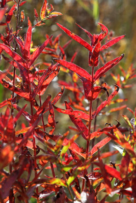 Little Red