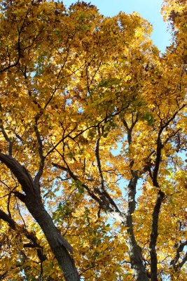 Green Going Brown