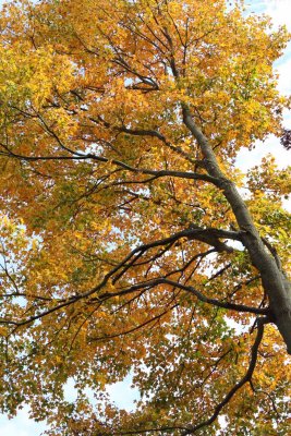 All Autumn