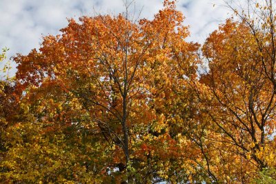 Leaves Lifted High