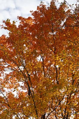 October Orange