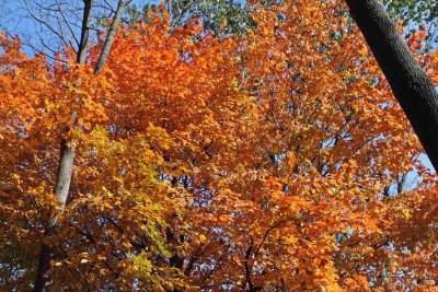 Color at Crabtree