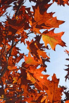 Oak Orange