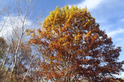 Color Creeping Up