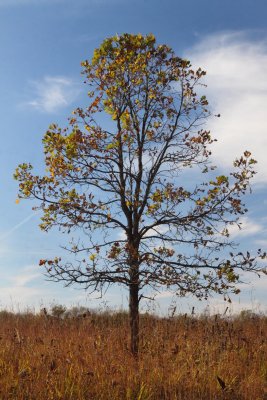 Small Fall