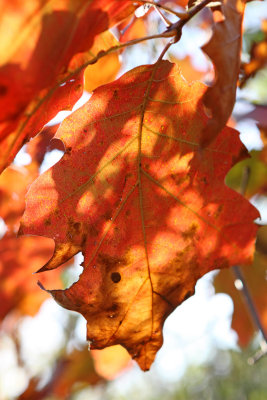 Sunset on a Leaf