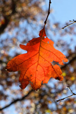 Fall Luminary 