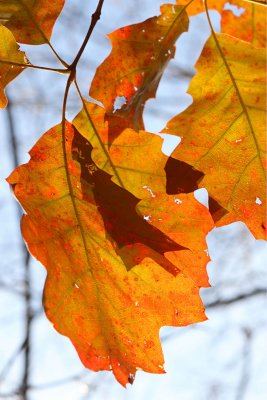 Loaded Leaves