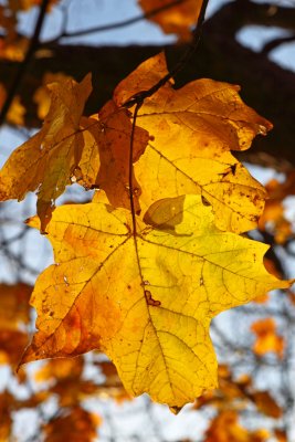Lit Up Leaf