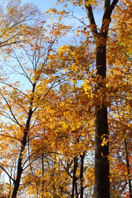 Tree Top Pop