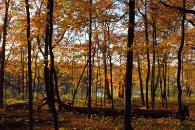 Fall Forest