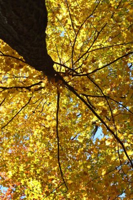 Fall at the Big Top