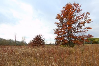 Fall at the Fen