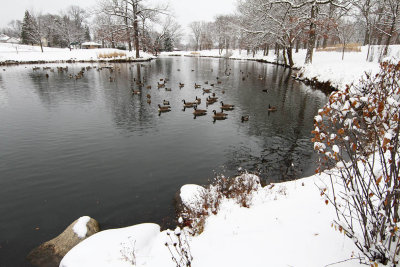 Lollygagging Geese