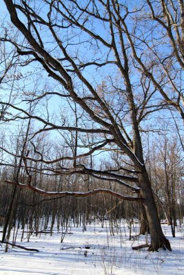 Reaching for Spring